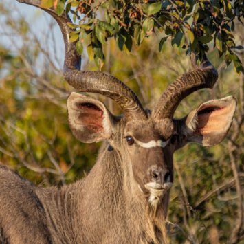 kudu kudu